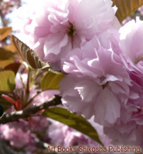 御室桜