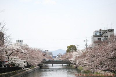 疏水べりの桜